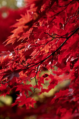 p135rvp3.jpg (39767 �o�C�g)