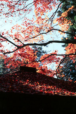 p55rvp.jpg (64114 �o�C�g)