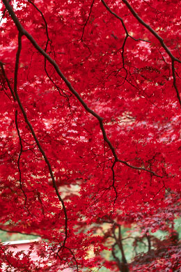 p55rvp1.jpg (55993 �o�C�g)