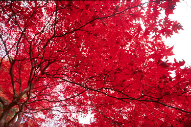 p55rvp2.jpg (68757 �o�C�g)