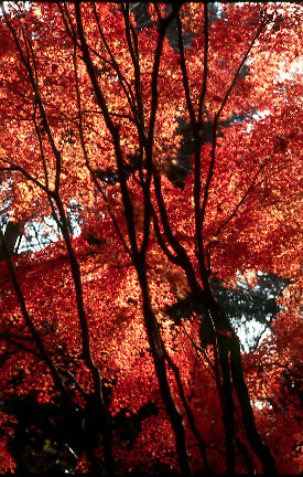 r50epl2.jpg (248037 �o�C�g)