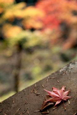 d35-ex.jpg (19663 �o�C�g)