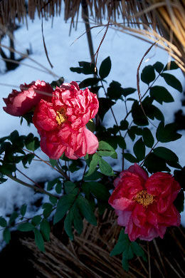 rvp4.jpg (66177 �o�C�g)