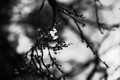 Scan3266.jpg (41221 �o�C�g)