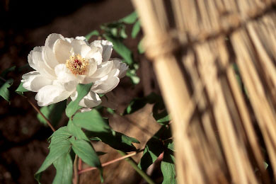 sp60-ex3.jpg (26551 �o�C�g)