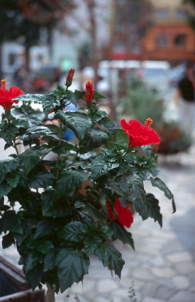 Scan5247.jpg (32482 �o�C�g)