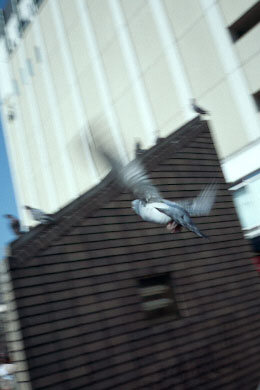 pijyon.jpg (19416 �o�C�g)