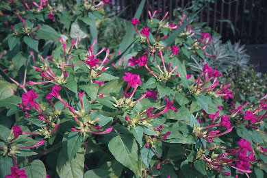 flower.jpg (49180 �o�C�g)