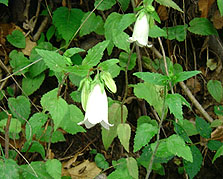 �z�^���u�N��