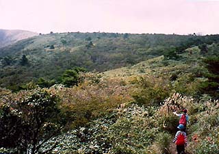 �i�����ڎw��