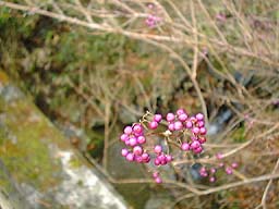 �����T�L�V�L�u