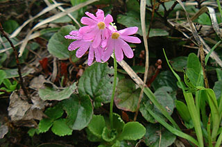 �n�N�T���R�U�N��