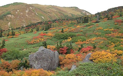 �엳������G�R�[���C�������グ��