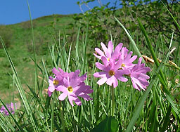 �n�N�T���R�U�N��