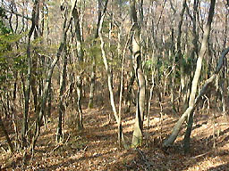 �Y�ĐՂ̒J�̏�