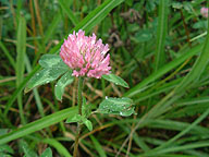 �A�J�c���N�T