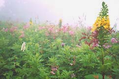 9���ڂ�����̉�