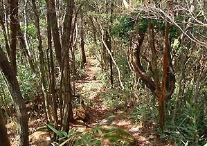 668m�R�̎R��