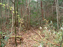 ���R�|�C���g