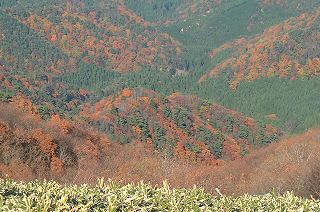 �J�������낷