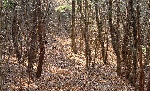 ��̎x�����Ɏc�铹