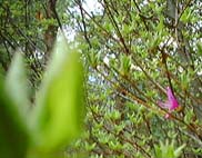 �R�o�m�~�c�o�c�c�W