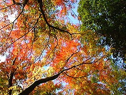 ���~�W�炭