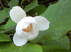 �V���ԁE�I�I���}�����Q