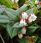 �c�K�U�N���̒���?