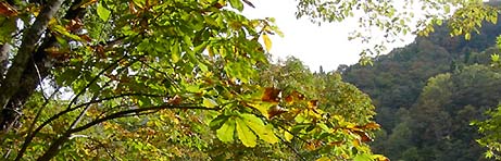 ���ԏ�t��