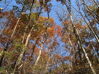 ���𐷂�̉��t