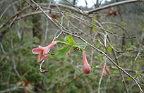 �E�O�C�X�J�d��