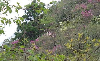 �V���N�i�Q