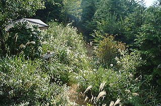 �R���̎R��