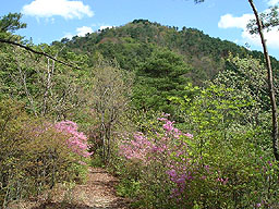 �c�c�W�̔�������R��