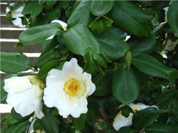 �����t��