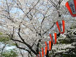 ���̃T�N��