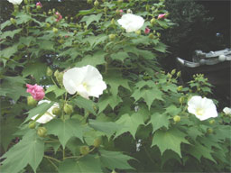 �X�C�t���E