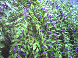 �����T�L�V�L�u