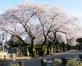 �J���\���C���V�m