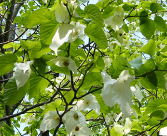 �n���J�`�̖�