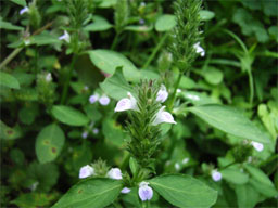 �L�c�l�m�S�}