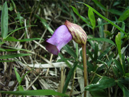 �i���o���L�Z��