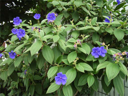 �V�R���m�{�^��