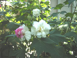 �X�C�t���E