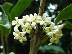 �M�����N�Z�C