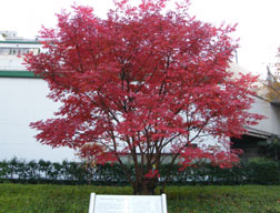 �T�g�E�n�`���[�̃n�[