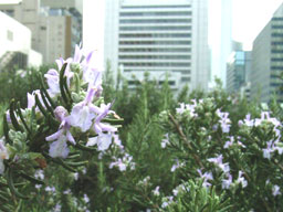 ���[�Y�}���[