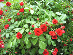 �X�J�[���b�g���C�f�B�����h