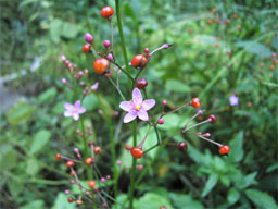 �n�[����